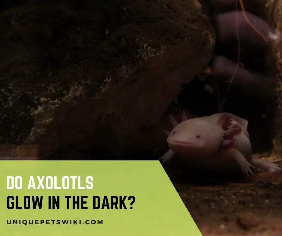 Do Axolotls Glow In The Dark