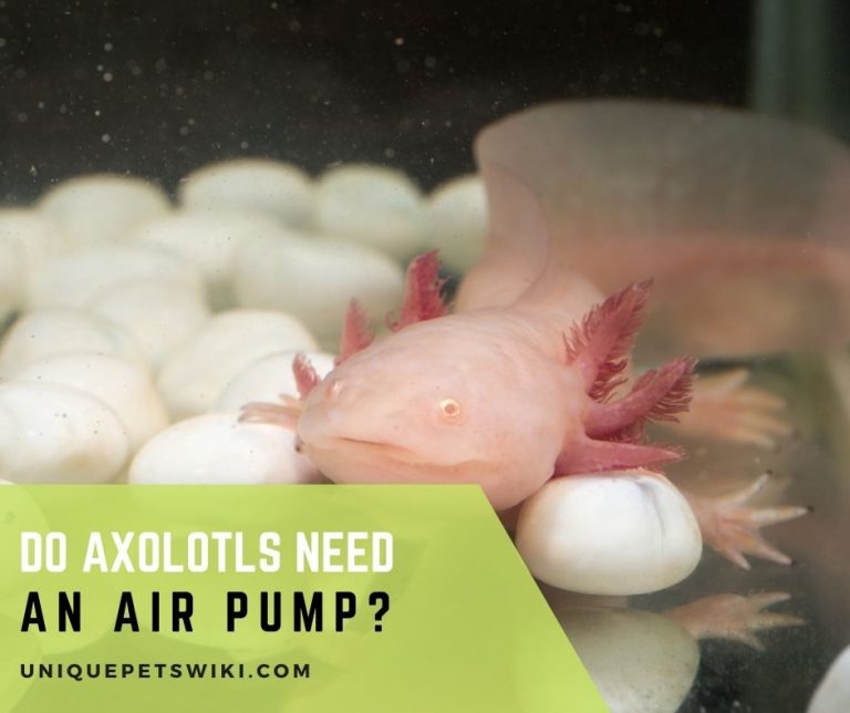 Do Axolotls Need an Air Pump?