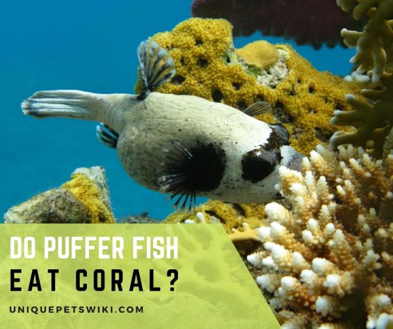 Do Puffer Fish Eat Coral?