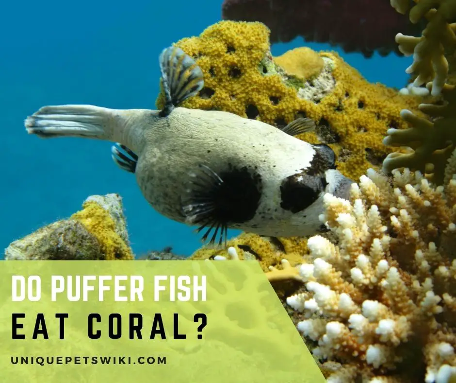 Do Puffer Fish Eat Coral