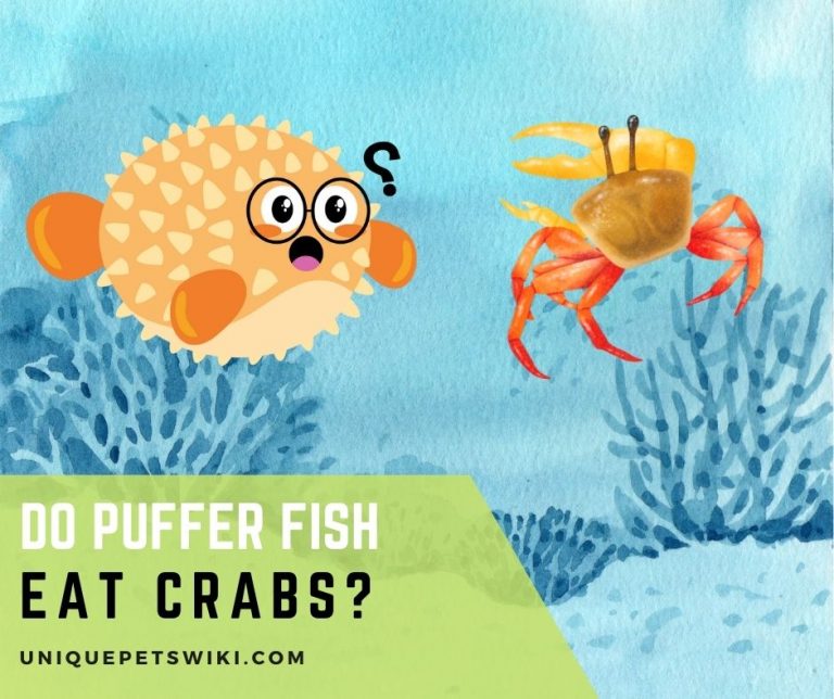 Do Puffer Fish Eat Crabs?