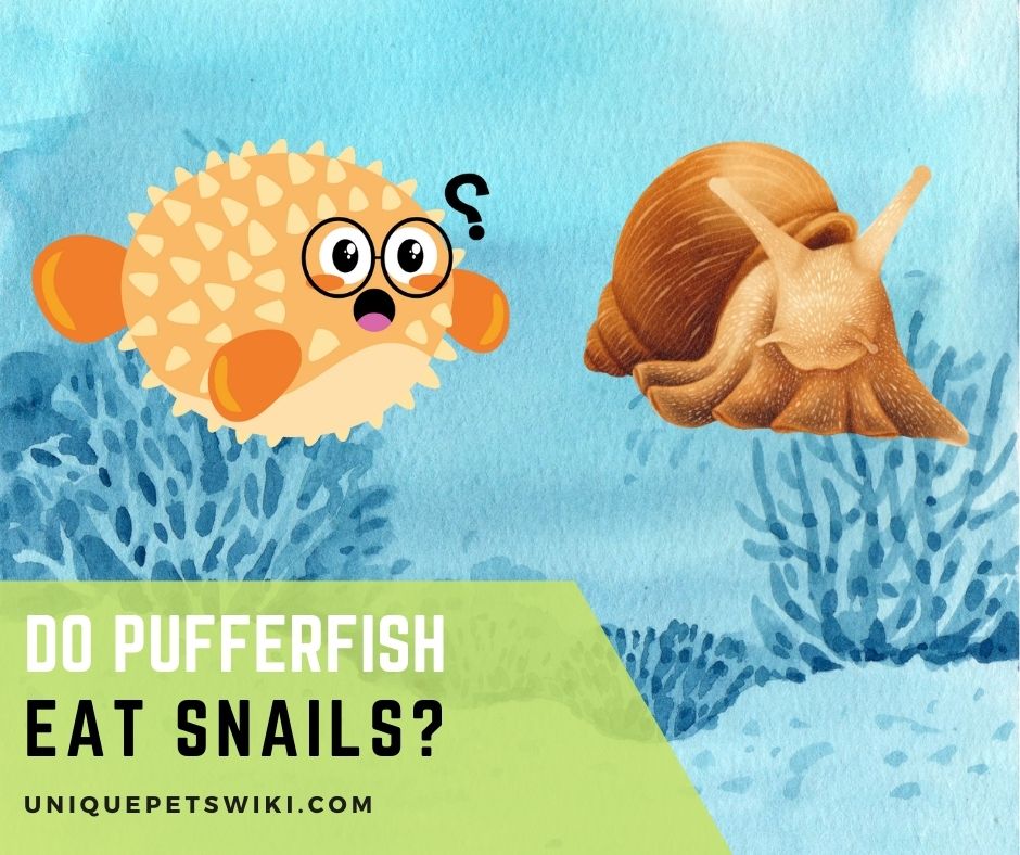 Do Puffer Fish Eat Snails