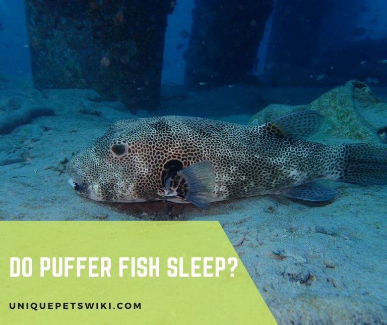 Do Puffer Fish Sleep?