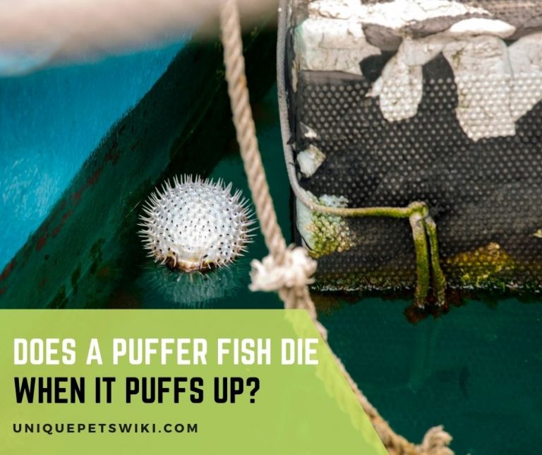 Does a Puffer Fish Die When It Puffs Up?