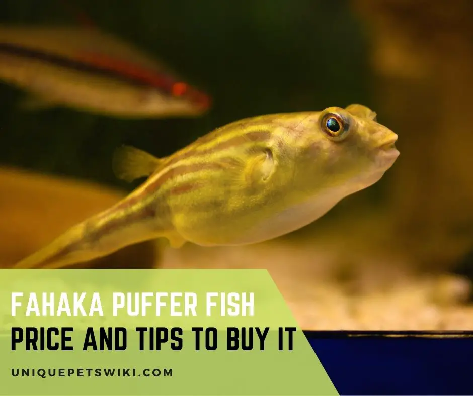 Fahaka Puffer Fish Price