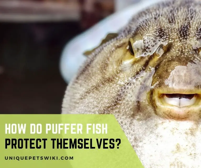 How Do Puffer Fish Protect Themselves?