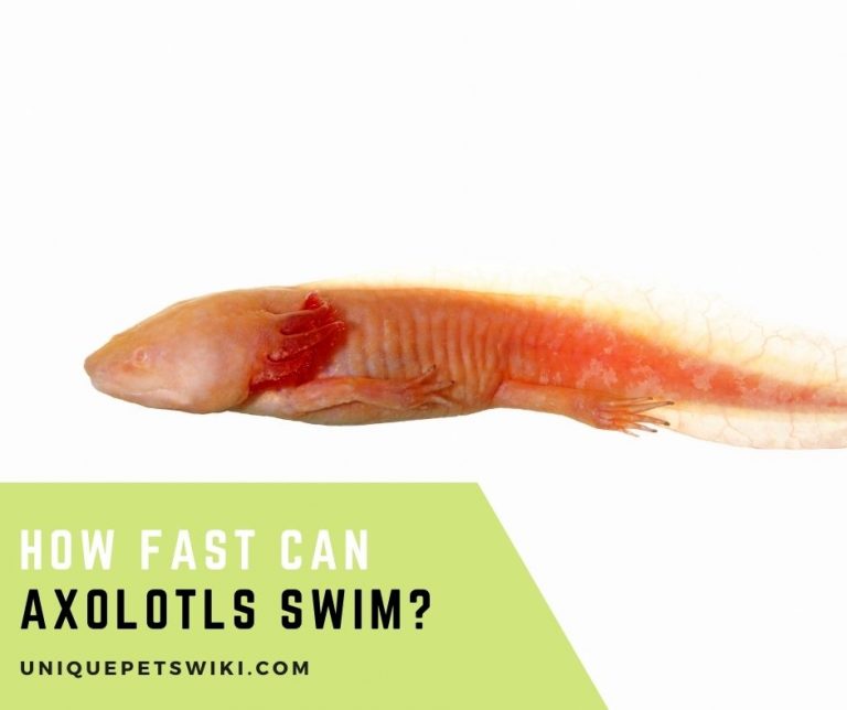 How Fast Can Axolotls Swim?