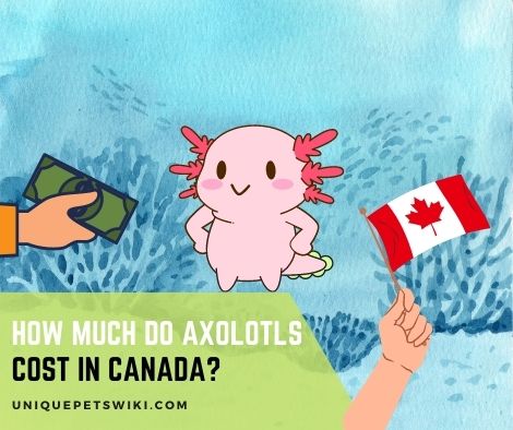 How Much Do Axolotls Cost In Canada