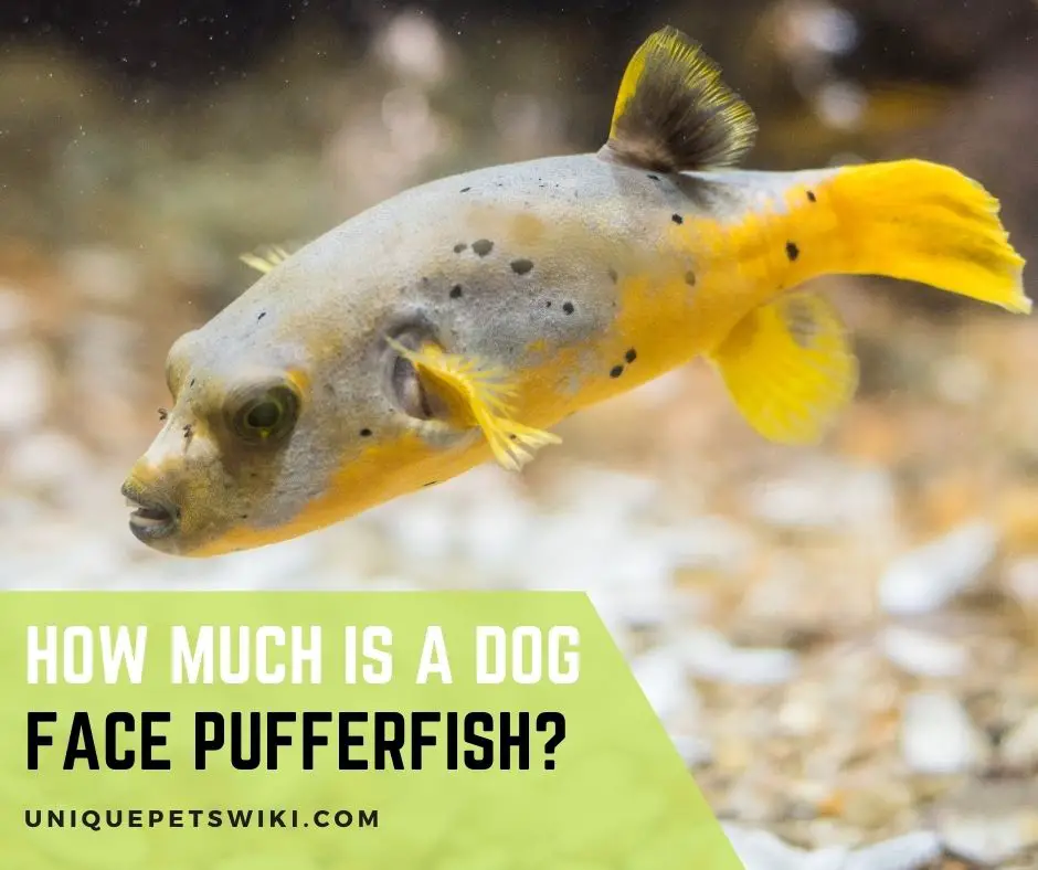How Much Is A Dog Face PufferFish