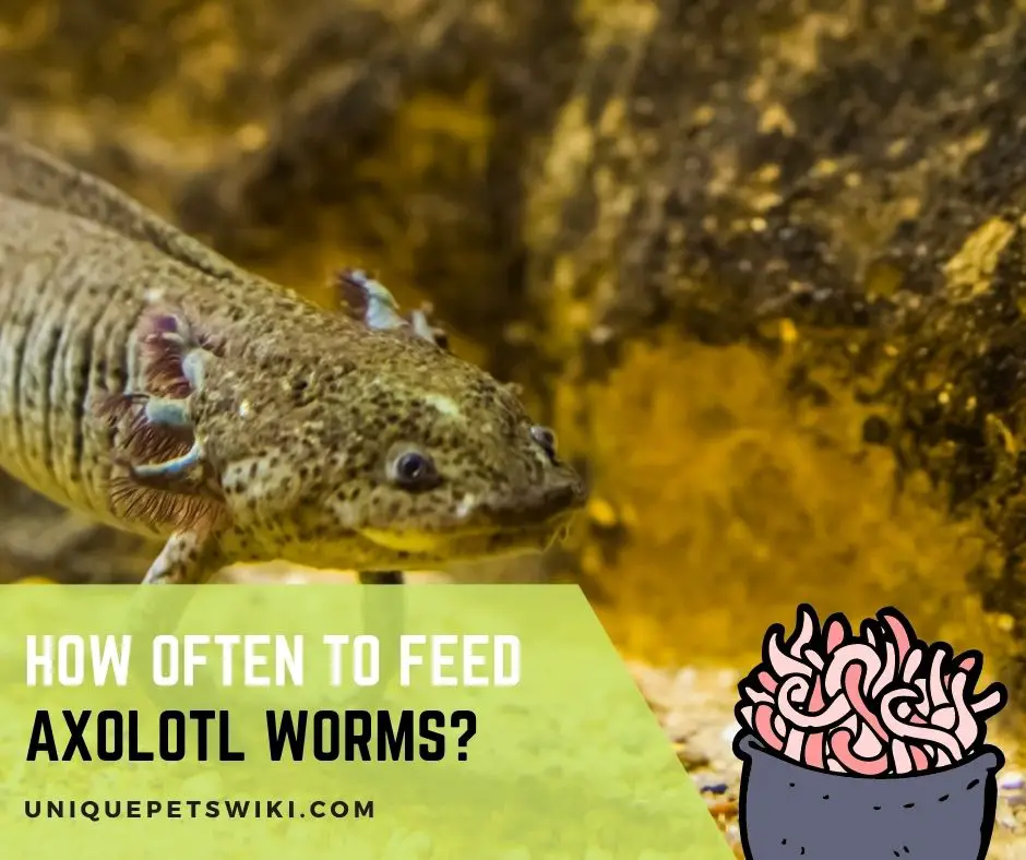 How Often to Feed Axolotl Worms