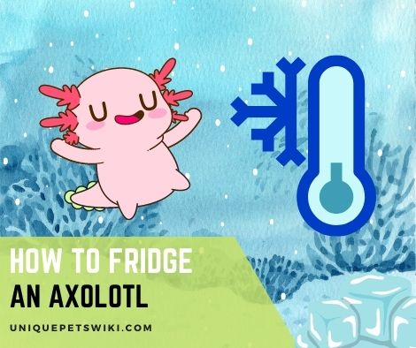 How To Fridge an Axolotl