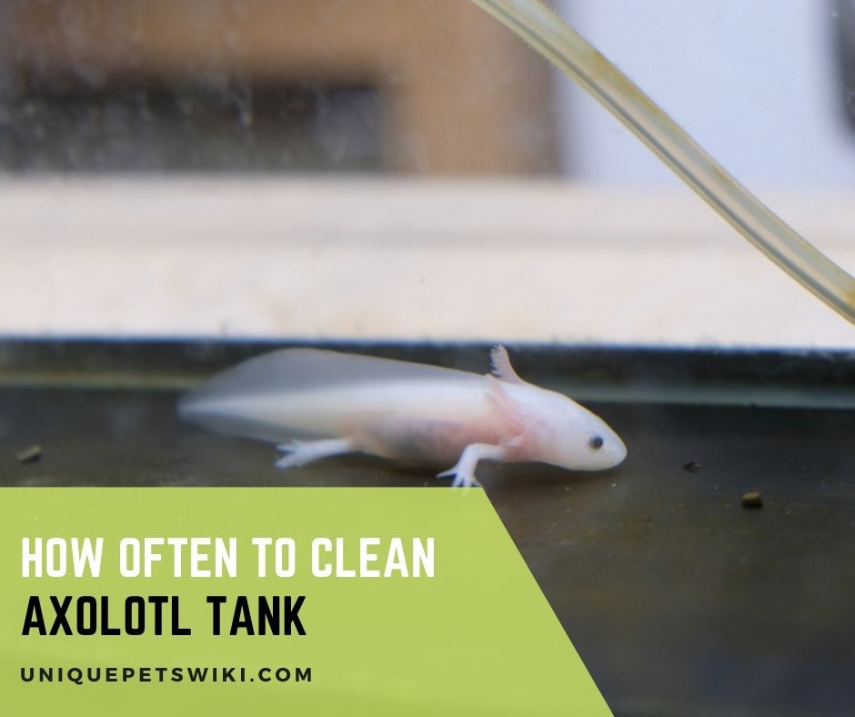 How often to Clean Axolotl Tank