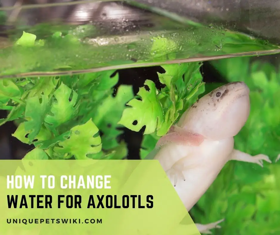 How to Change Water for Axolotls