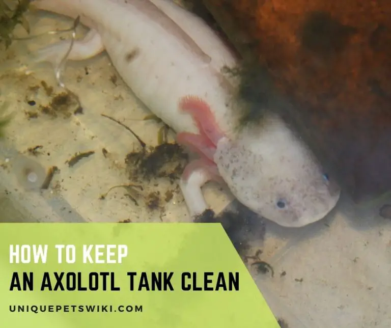 How To Keep An Axolotl Tank Clean vrogue.co