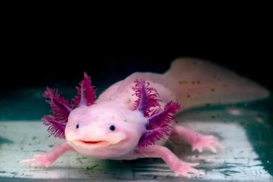 How to Tell If Your Axolotl Is Happy