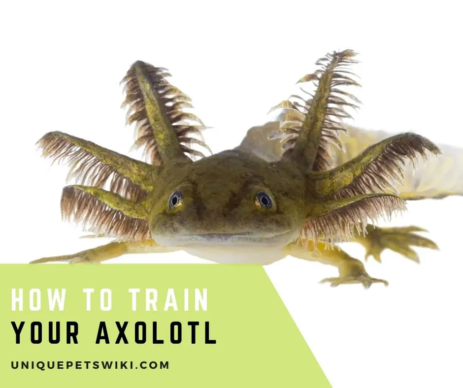 How to Train Your Axolotl