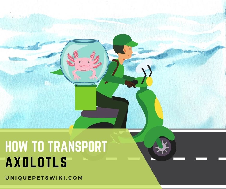 How to Transport Axolotls