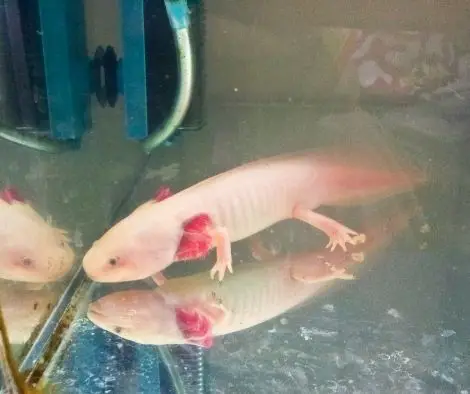 How to transfer axolotl and prevent temperature shock