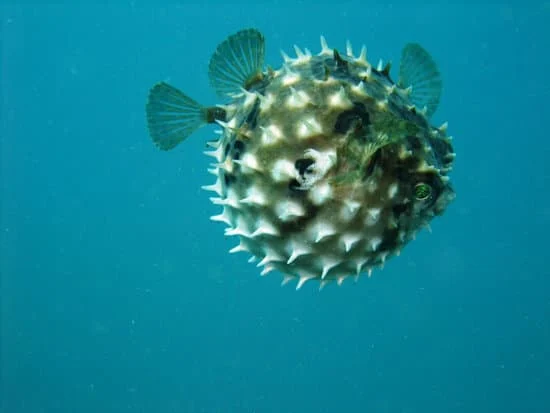 Inflating pufferfish can lead to death.