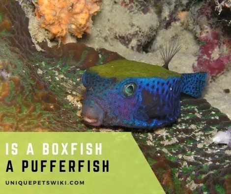 Is A Boxfish A Pufferfish