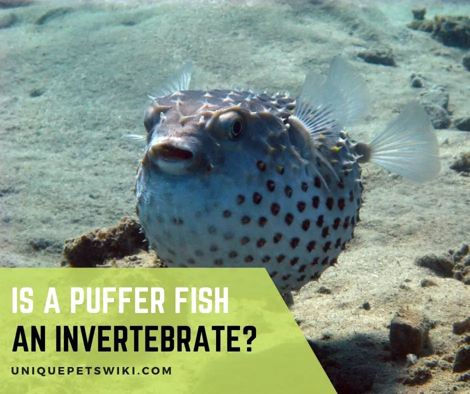 Is A Puffer Fish An Invertebrate