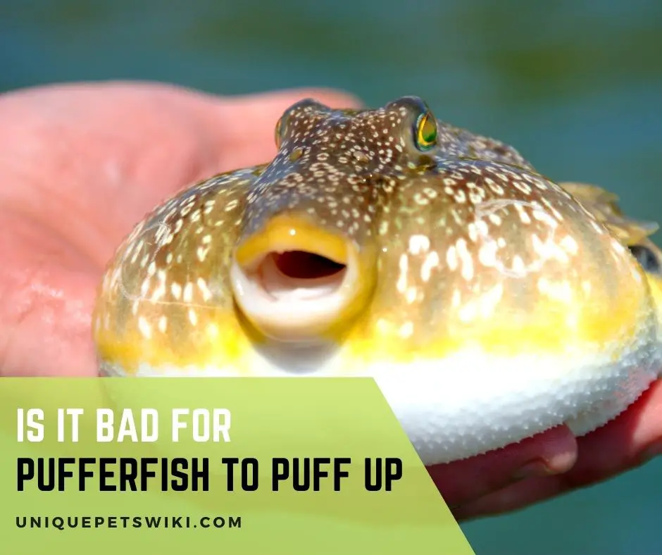 Is It Bad For Pufferfish To Puff Up