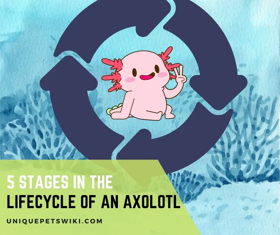 Lifecycle Of An Axolotl