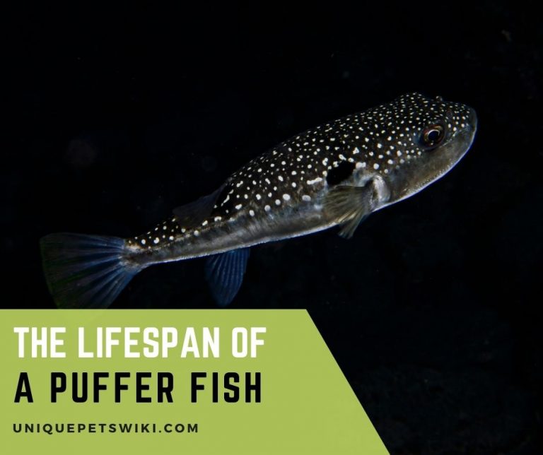 Lifespan of A Puffer Fish: How Long Do Aquarium Puffers Live?