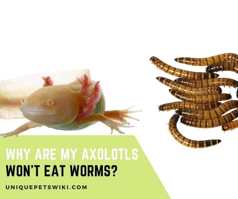 My Axolotls Won’t Eat Worms