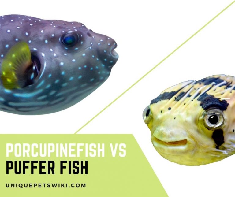 Porcupine Fish Vs Puffer Fish