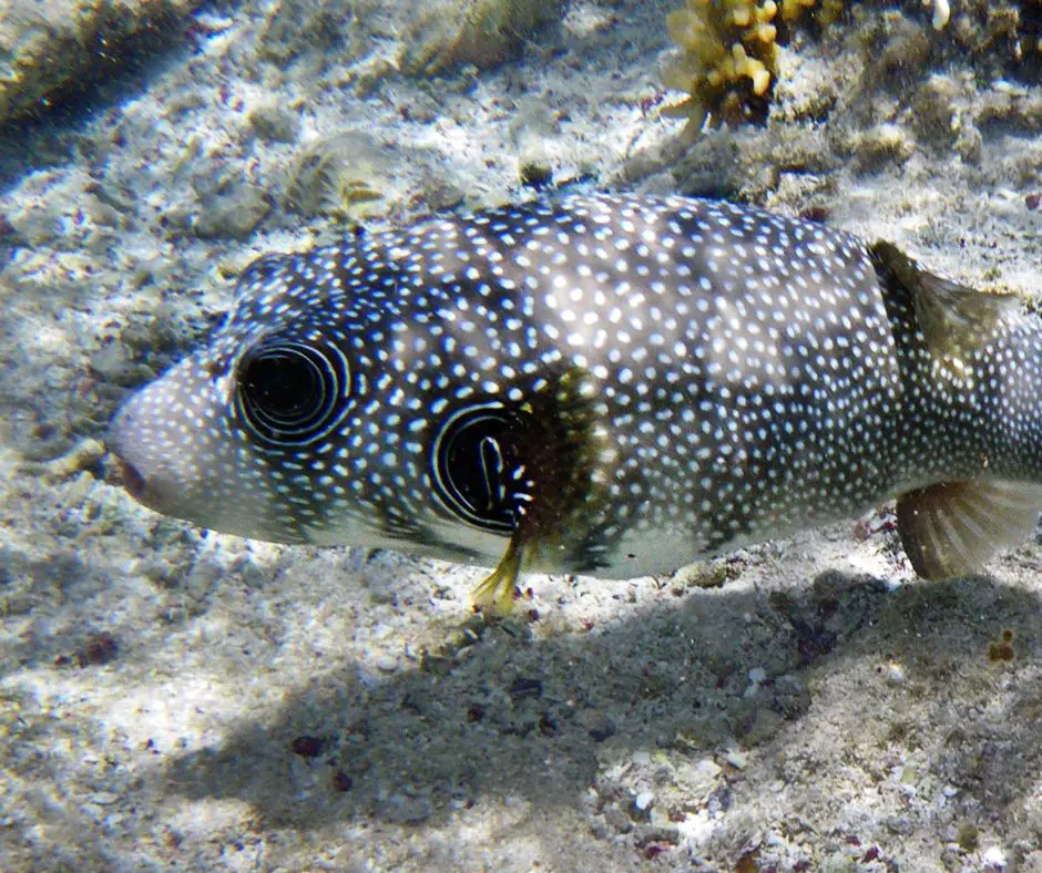 Puffer Fish