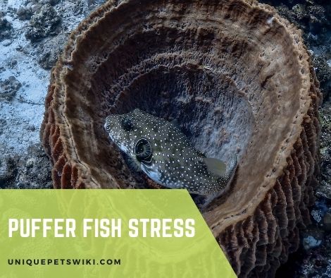 Puffer Fish Stress