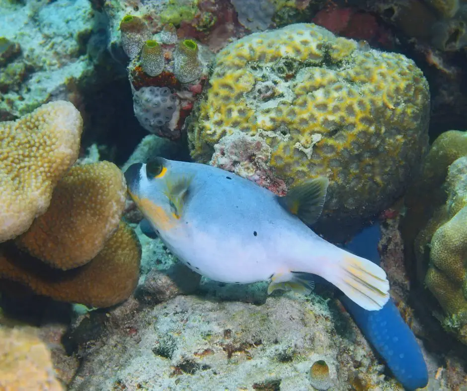 Puffer fish is having babies