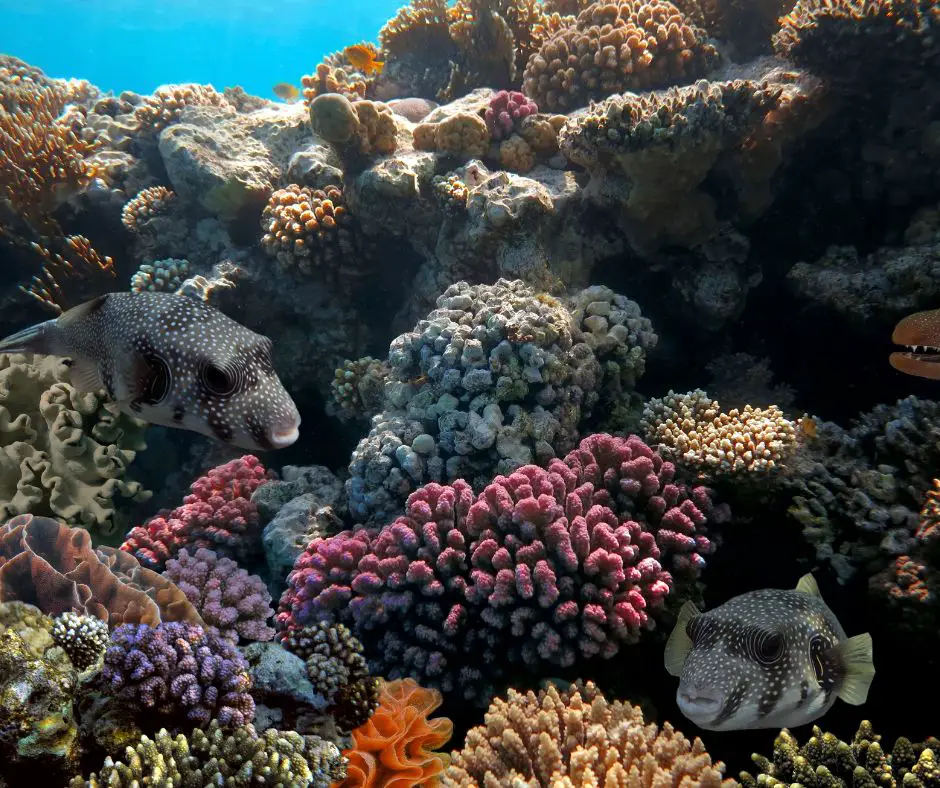  Puffer Fish with Coral