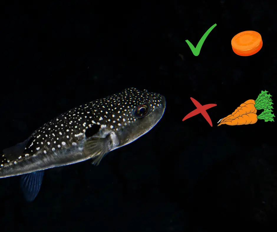 Puffer fish can only eat a small amount of carrots