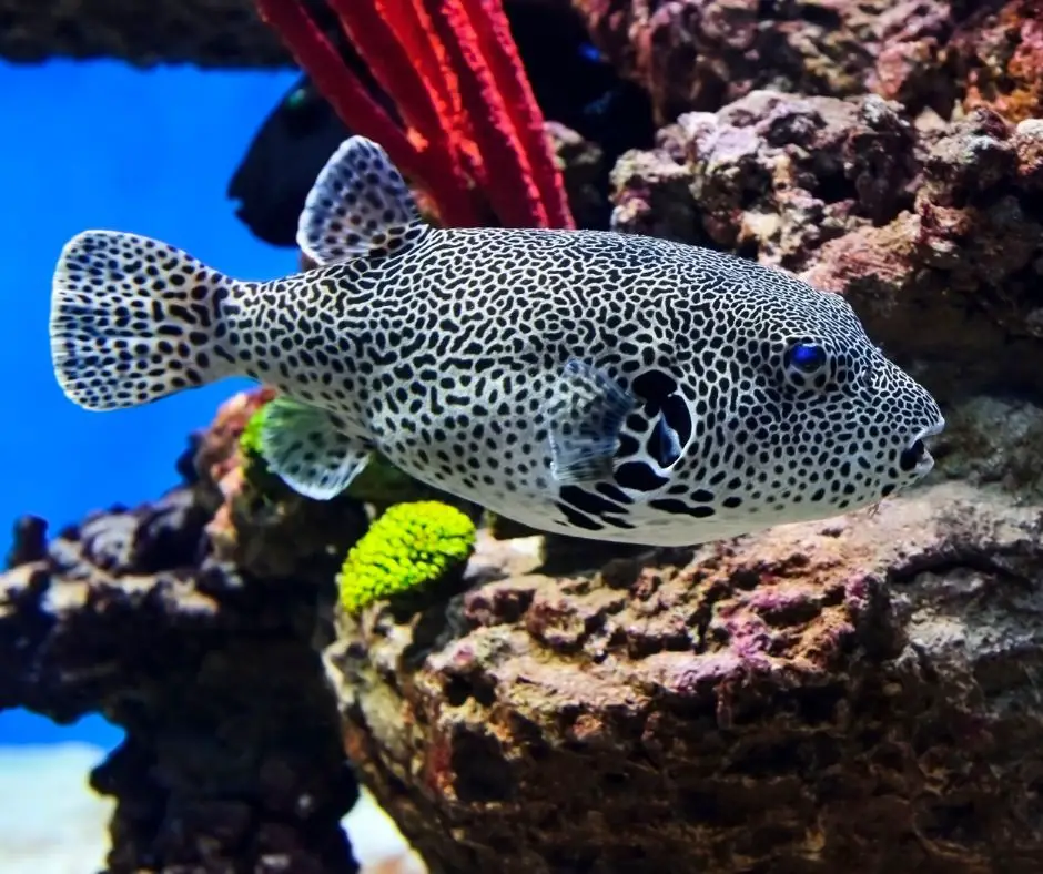 Puffer fish is swimming in the tank with good environment