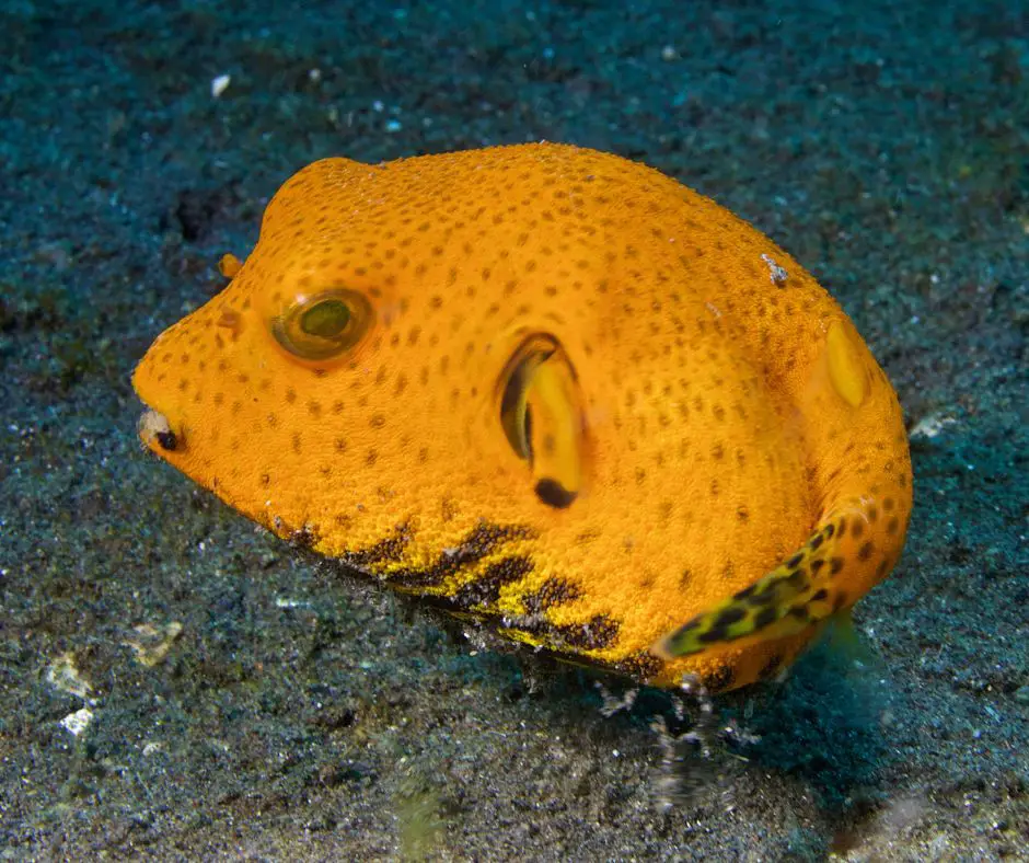 Pufferfish Curled Ups