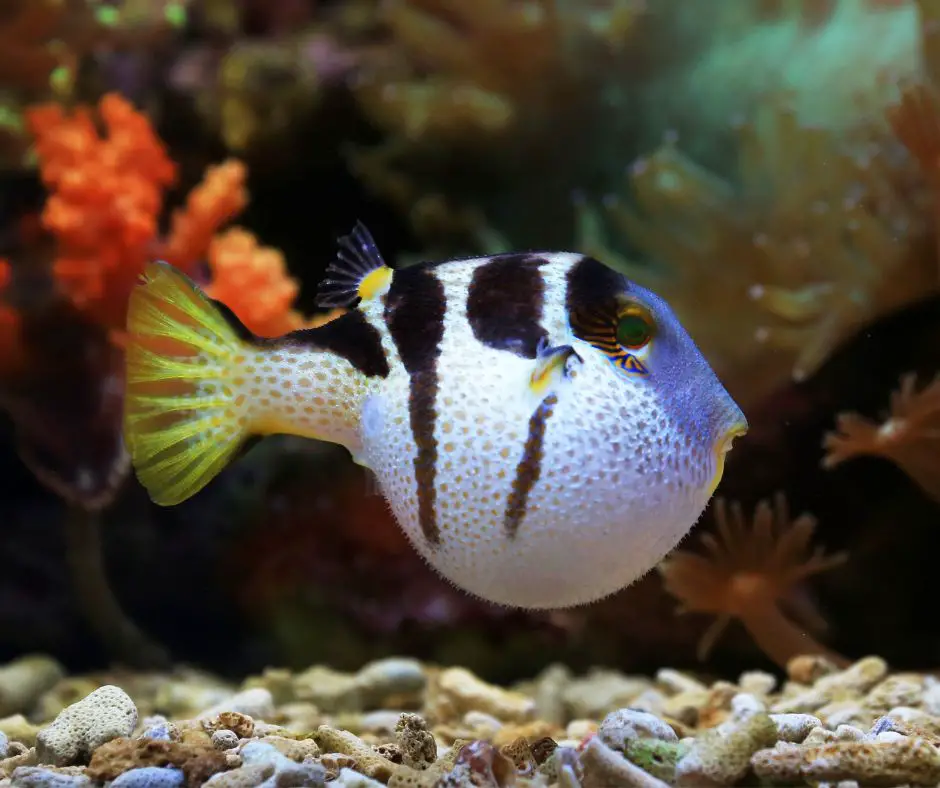 Pufferfish Puff Up in the tank