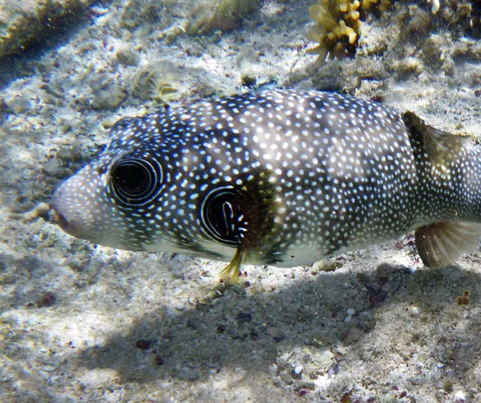 Pufferfish can turn black 