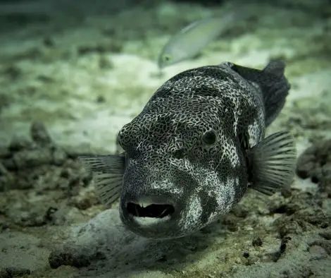 Pufferfish may heavy breathing because of ammonia