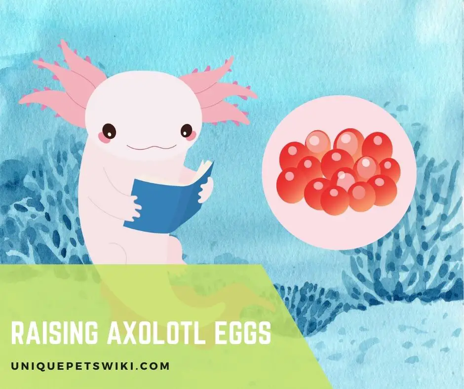 Raising Axolotl Eggs