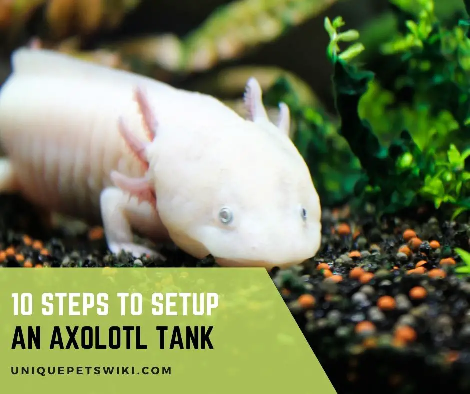 Setup an Axolotl Tank