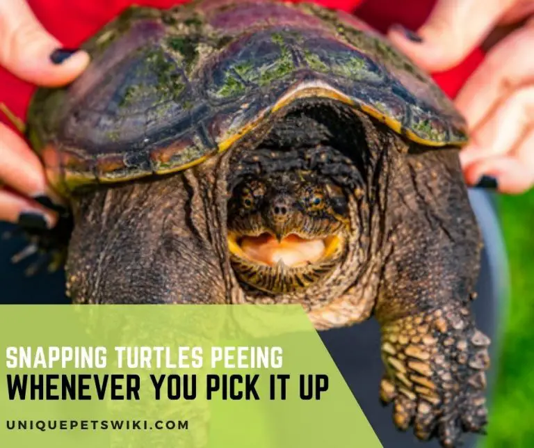 Snapping Turtles Peeing Whenever You Pick It Up