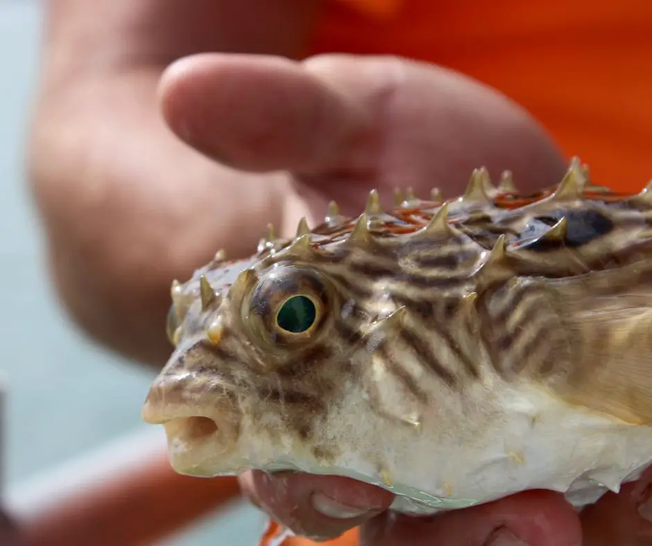 Spiny Box Puffer Fish is on human hand