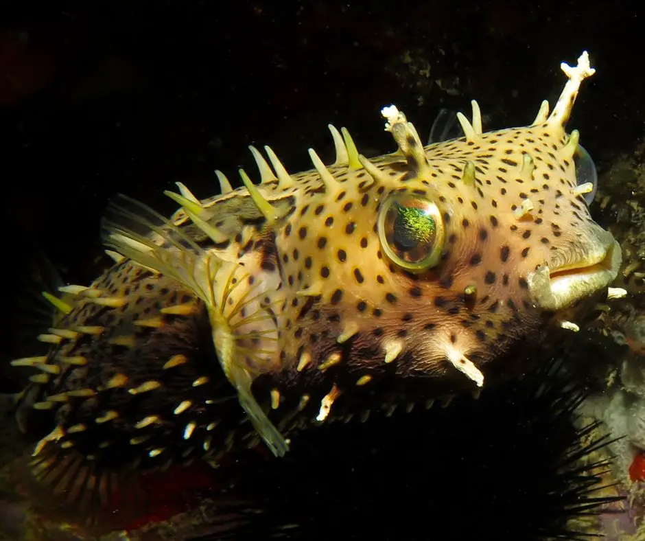 Spiny Box Puffer Fish is swimming in the night