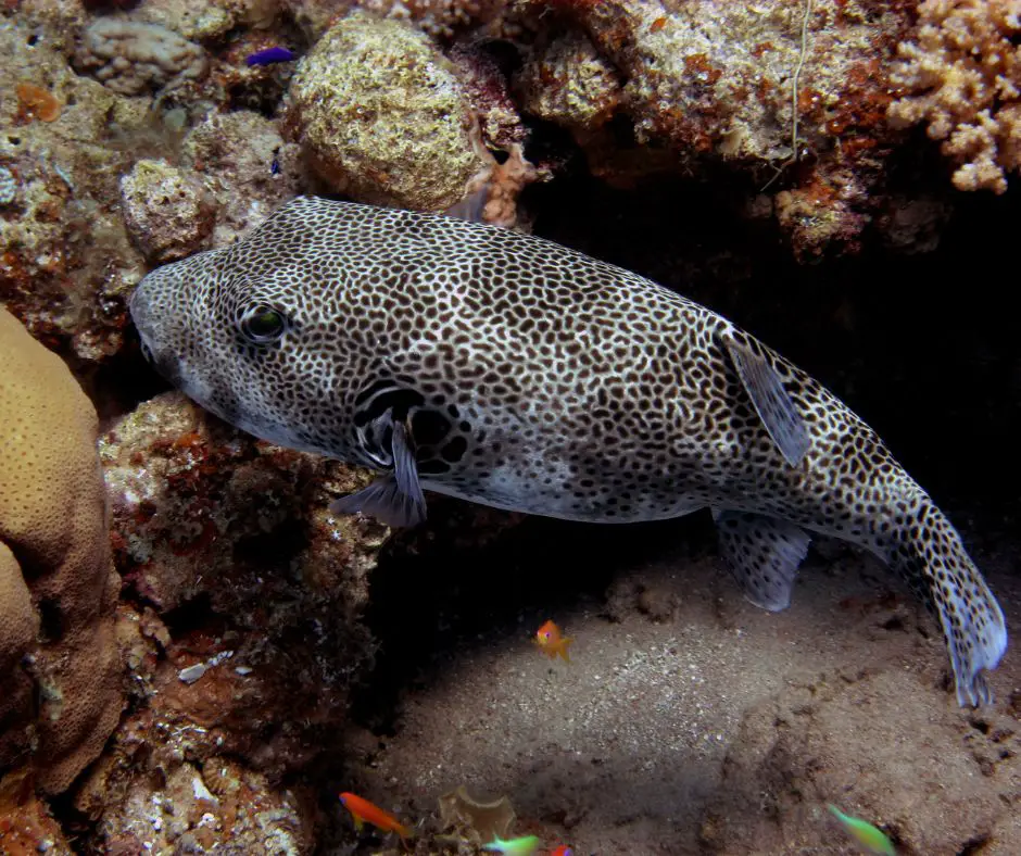 Tetraodon is in the coral house