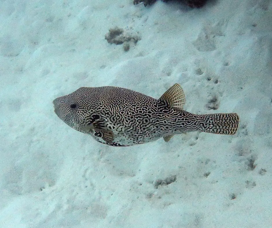 Tetredon puffer fish swimming
