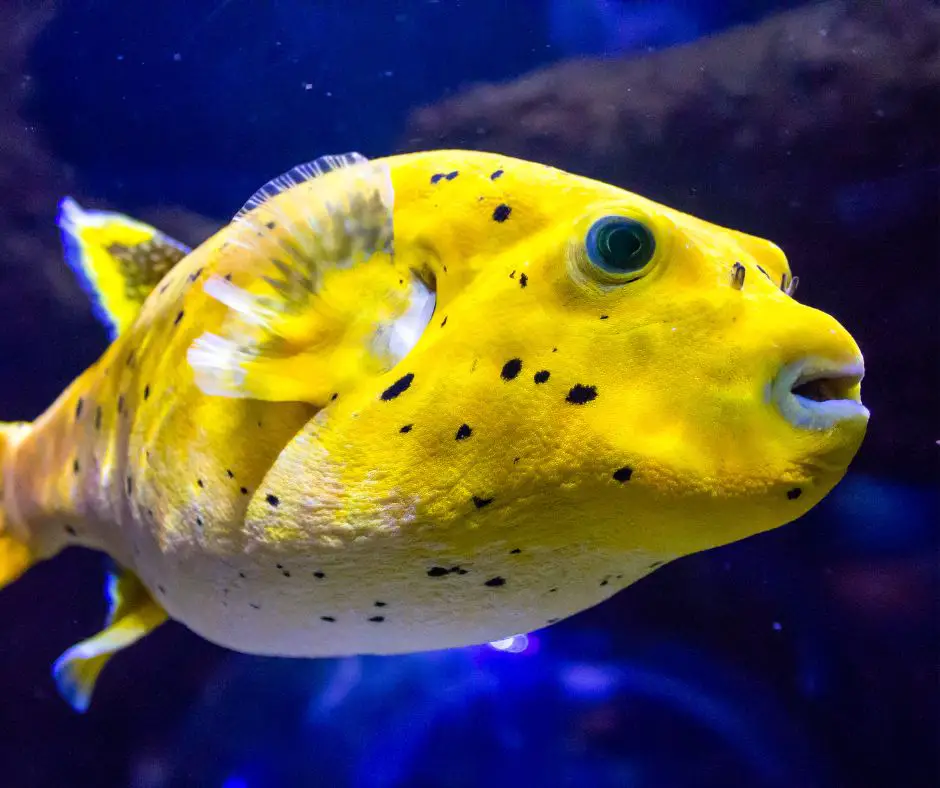 The dog-faced puffer fish has a special yellow color