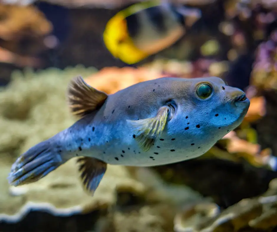 The dog-faced puffer fish is shining in the tank