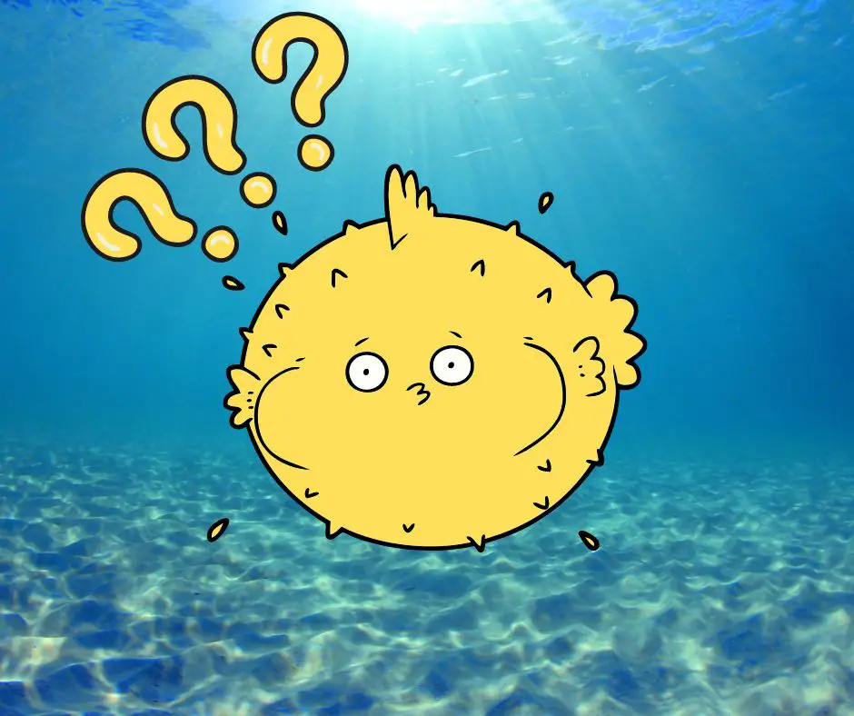 The puffer fish can puff before it dies